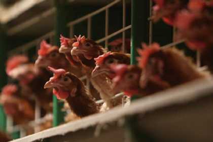 Azərbaycan bu ölkələrdən heyvan və quş əti idxalına qadağanı aradan qaldırıb