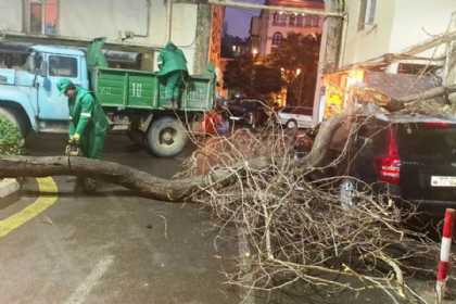 Güclü külək Bakıda 78 ağacı sındırıb