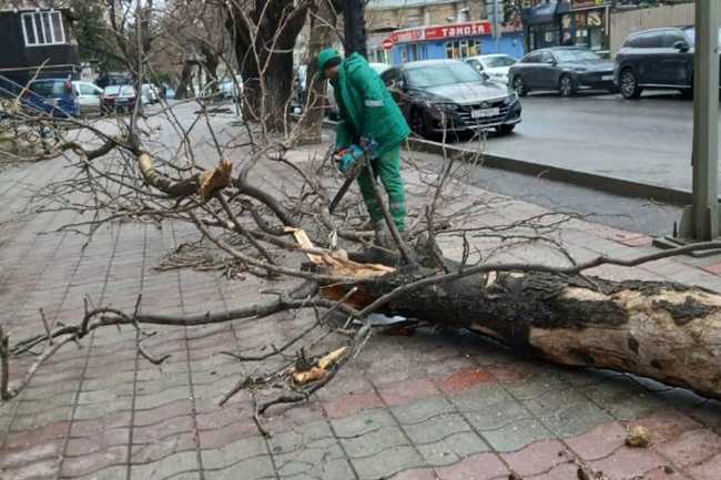 Güclü külək Bakıda 37 ağacı sındırıb