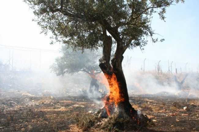İsrail qüvvələri Qərb Sahilindəki zeytun bağlarını yandırıb